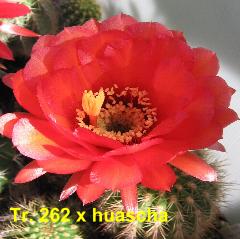 Tr. 262 x huascha.4.1.jpg 